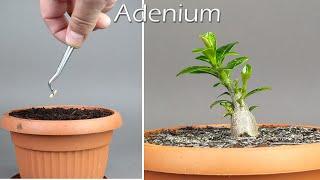 Growing ADENIUM From Seed - Time Lapse  in 100 Days #greentimelapse #gtl #timelapse