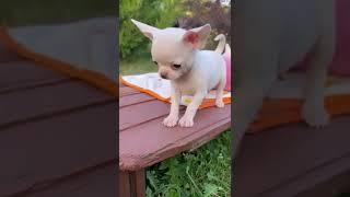 APPLE HEAD// CHIHUAHUA CUP SIZE  PUPPIES || SCOOBY KENNEL || 8860296373 [ SHIPPING AVAILABLE ]