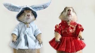 Rescued prairie dog model loves wearing tiny dresses and sweaters | Bored Panda Animals