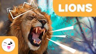 LIONS  Animals FOR KIDS - Episode 1