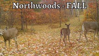 Peak of Fall - Trail Camera Videos