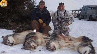 Full Video 4K: Battling the Wolf Invasion: How US Hunters and Farmers Manage Millions of Predators