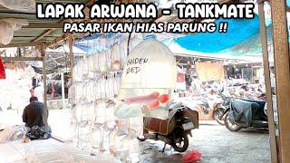 LAPAK ARWANA - TANKMATE‼️PASAR IKAN HIAS PARUNG‼️