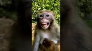 Nakal utarta hai bandar #trending #funny #comedy #bandar ##youtube my chennal subscribe like please