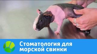 Стоматология для морской свинки | Живая Планета