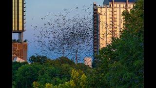 Sound Sleuth Episode 5: Hummingbirds, Dulcimer, and Bats