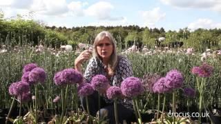 How to grow Alliums | Crocus.co.uk