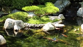 Relaxation - Sounds of Nature - Koi Pond and Waterfall  - 2 Hours #relaxing #zen #nature