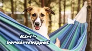 Kiri - border whippet 1 year