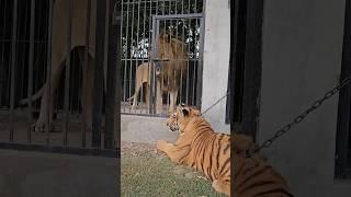 Big Lion Want To Fight Small Tiger  || but tiger || #shorts #viral #lion #tiger #trending #shorts 