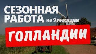 СЕЗОННАЯ РАБОТА - 2024 В НИДЕРЛАНДАХ для граждан СНГ