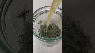 Making usnea tincture #diy #homemade #free #natural  #tincturemaking #lichen #shorts