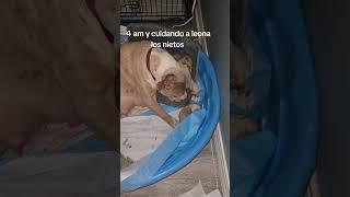 Xlbully #love #sangrepura.cna.bulls #sangrepuracna_leona #sangrepura_buddha #foryou #puppy