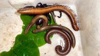 Why These Weird Creatures are So Expensive