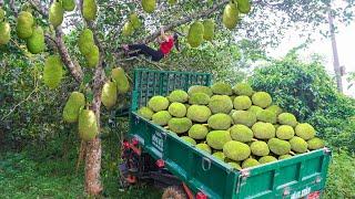 Harvesting a Truckload of Jackfruit Goes To Countryside Market Sell - Earn Money, Daily Farm