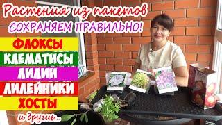 Почему погибают растения из пакетов и коробок? Клематисы, Лилейники, Лилии, Флоксы, Хосты, Пионы...