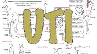 Urinary Tract Infection - Overview (signs and symptoms, pathophysiology, causes and treatment)