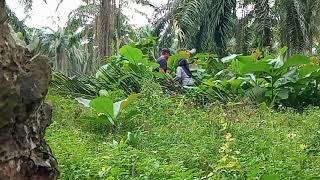 TERLIHAT JELAS BOCIL LAGI ENAKANN BERKEMBANG BIAK