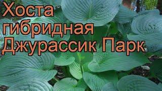 Хоста гибридная Джурассик Парк (hosta)  обзор: как сажать, рассада хосты Джурассик Парк