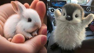 AWW Animals SOO Cute! Cute baby animals Videos Compilation cute moment of the animals #29