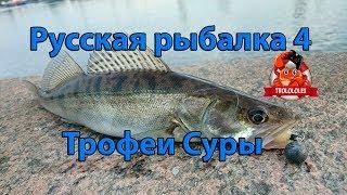 Русская рыбалка 4. Берш трофейный. Сура. Rusian fishing 4.