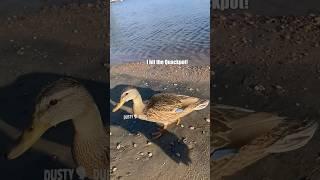  world’s luckiest duck : captn_wildlife (TT/IG) #shorts @funnydubsofficial 
