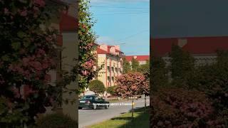 Боярышник цветет в Гомеле #гомель #беларусь