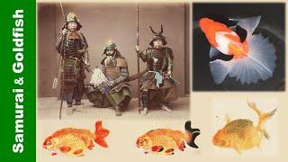 Samurai in Japanese Goldfish History | 武士与日本金鱼