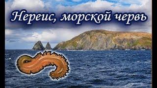 Нереис, морской червь. Русская Рыбалка.