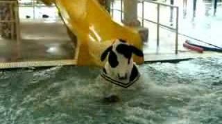 Cow on water slide video