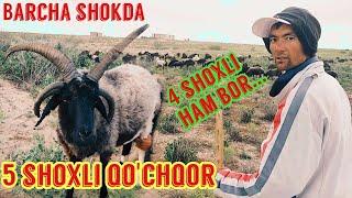 Allohni mo'jizasi 5 shoxli qo'chqarfive horned ram