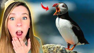 One Man Brings Puffins Back to Maine with Fake Birds!