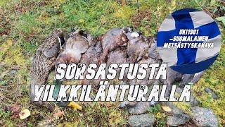 Sorsajahti Vilkkilänturalla OSA 1 - Sorsajahti 13.10.2023.4K