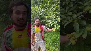 Chinquapin chestnut tree #stopeminentdomain #stopmprp