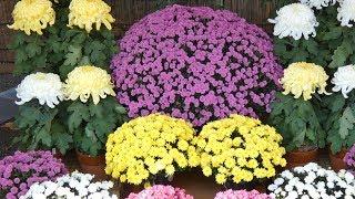 [4K]さあ！菊だ！神代植物公園の菊Chrysanthemum at Jindai Botanical Garden 2019