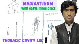 Mediastinum anatomy with mnemonics by Medexplora. zawar yousafzai