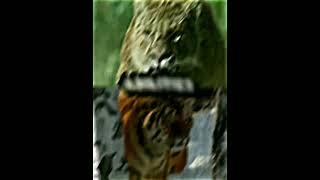 Smilodon Populator VS Siberian tiger edit#short #smilodon #tigers