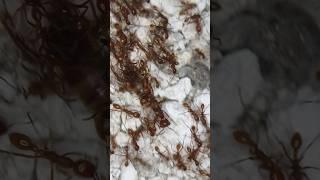 I Got SWARMED By ARMY ANTS to find their QUEEN