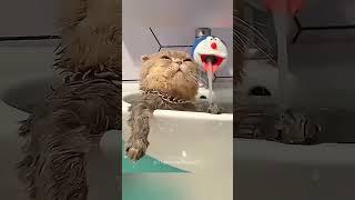 Cats being cats compilation 8 #cats #funny #funnycats #shorts