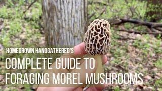 Complete Guide to Foraging and Cooking Morel Mushrooms