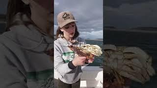 How to tell the difference between a male and female singleness crab #crab #crabbing #fishing