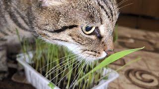 The cat eats weed from the store