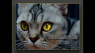 Dramatics Eyes | Eyes Effect | Create In Photoshop | Eyes Change Color | Asad Graphix