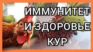 Старые Рецепты для Кур!/Природные Витамины для Кур/Куры Несутся Круглый Год/Витамины Зима,Осень