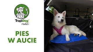 Tropidog tips - How to travel with a dog in a car?