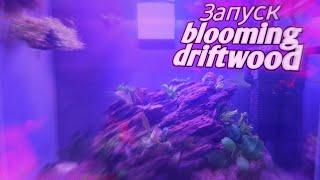 Запуск blooming drirtwood