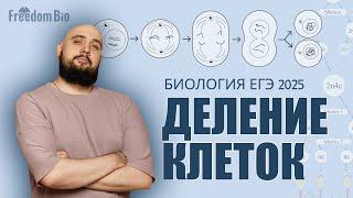 ДЕЛЕНИЕ КЛЕТОК - Митоз, Мейоз, Гаметогенез |ЕГЭ БИОЛОГИЯ 2025|Freedom|