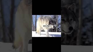 ай доля воровская) #трэнд