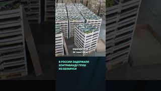 В России задержали 20 тонн ввезенных из Беларуси груш  #беларусь #новости