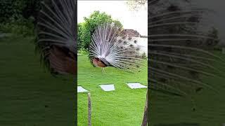 Male Peacock  Dancing